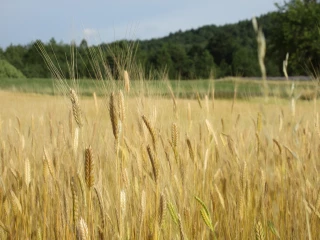 Petit épeautre de Haute Provence : Il y a de la place pour d'autres producteurs