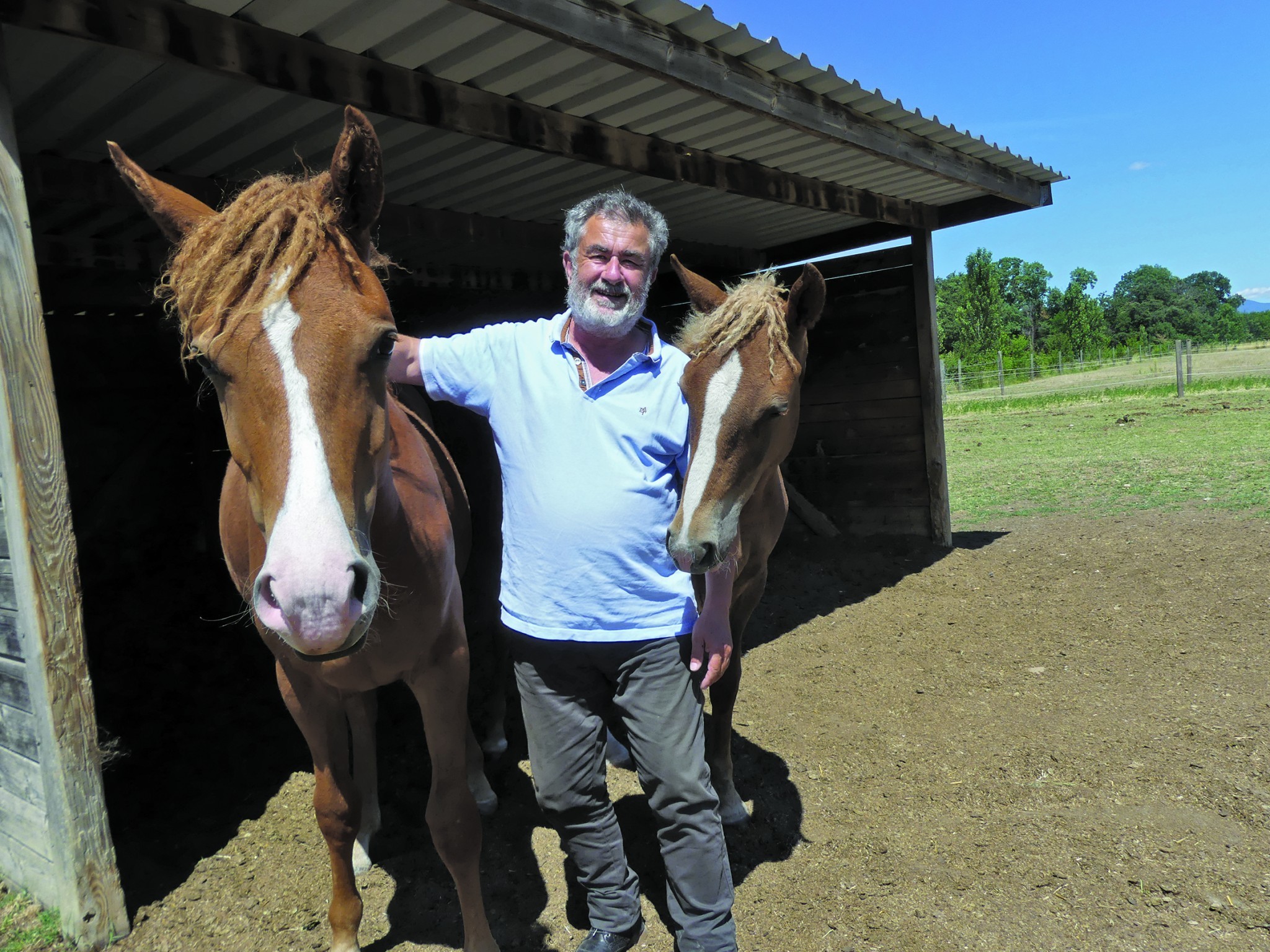 Des chevaux pour faire face aux allergies