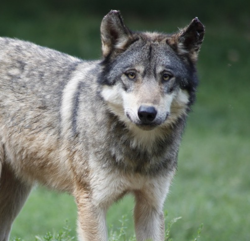 Espagne : la chasse au loup interdite