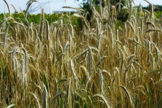 Blé tendre : des rendements dans la moyenne mais une qualité dégradée
