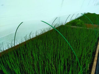 Produire ses plants sur la ferme 
