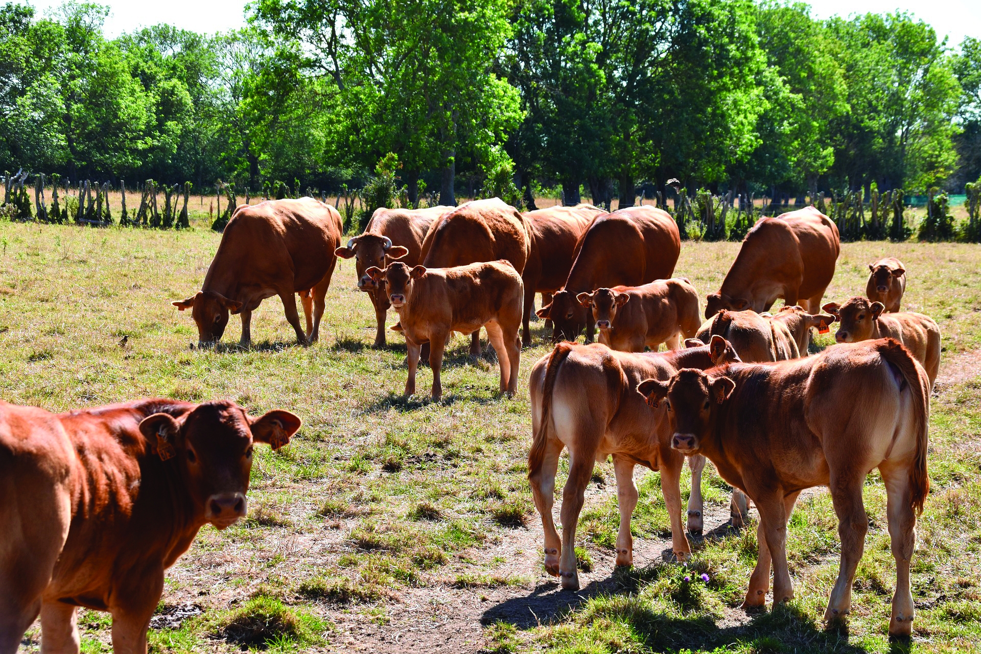 Viande bovine : “ des signaux de marché au vert, les prix doivent sortir du rouge ” 