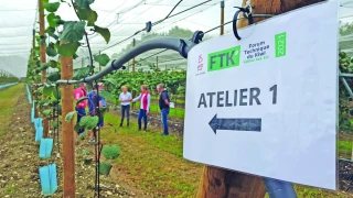 Feu vert  pour le kiwi !