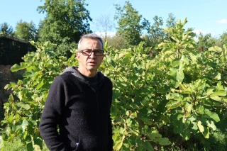 Figues et kakis, aussi victimes du gel