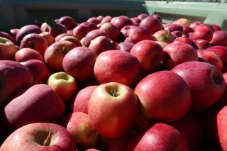 Fruits à pépins : des pertes conséquentes