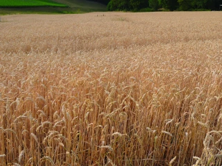 Quelles variétés de blé choisir en bio ?