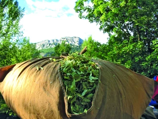 Tilleul des Baronnies : vers un réveil de la filière