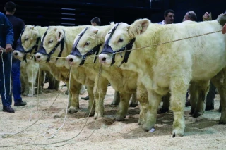 Fête du charolais : une édition  pas tout à fait « normale »