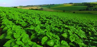 Tournesol : une implantation réussie,  ça se travaille dès maintenant