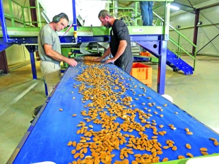 Casserie de la Drôme Provençale : une amande garantie drômoise