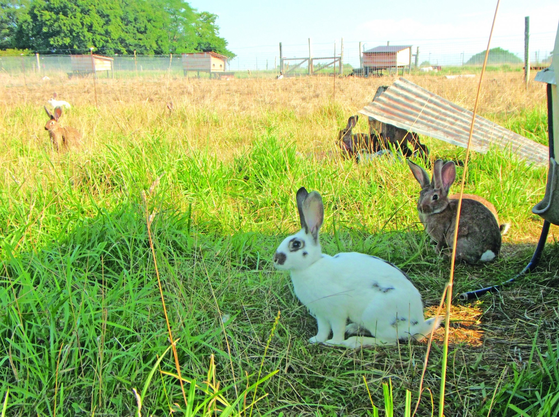 L’élevage du lapin bio :  un métier en émergence