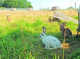 L’élevage du lapin bio :  un métier en émergence