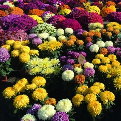 Les chrysanthémistes tiendront salon à Romans