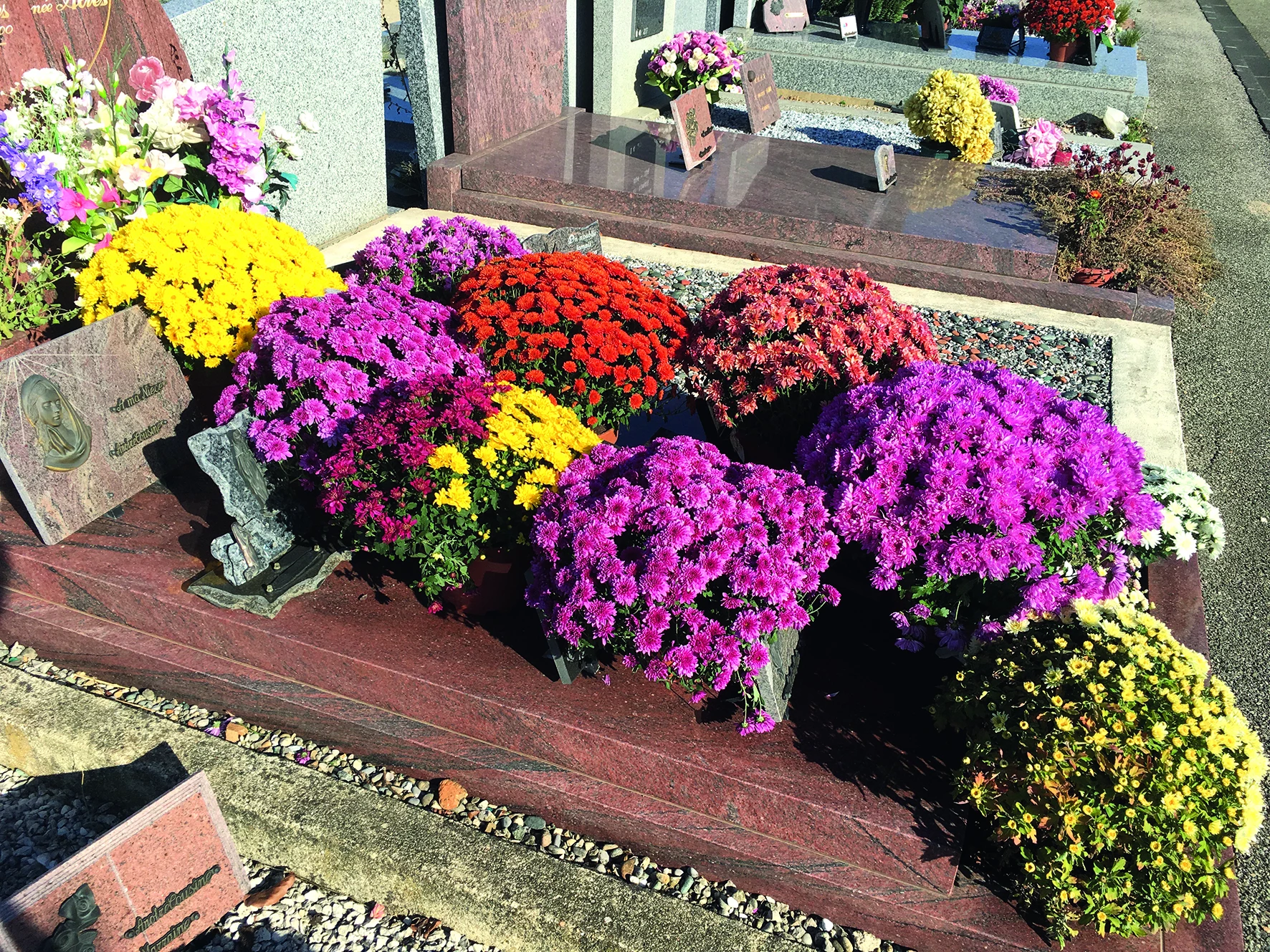 Le chrysanthème, star de la Toussaint