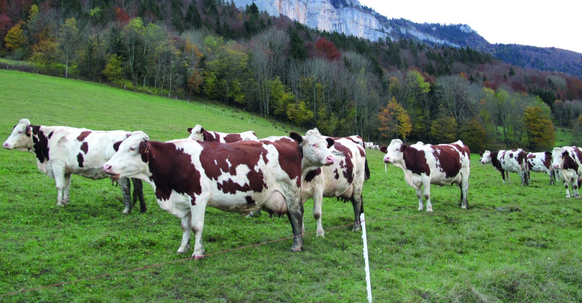 Erosion chez les bovins et stabilité en caprins et ovins