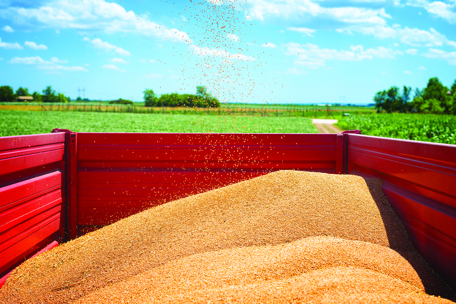 Céréales : hausse de 5,1 %  de la production pour 2021-2022