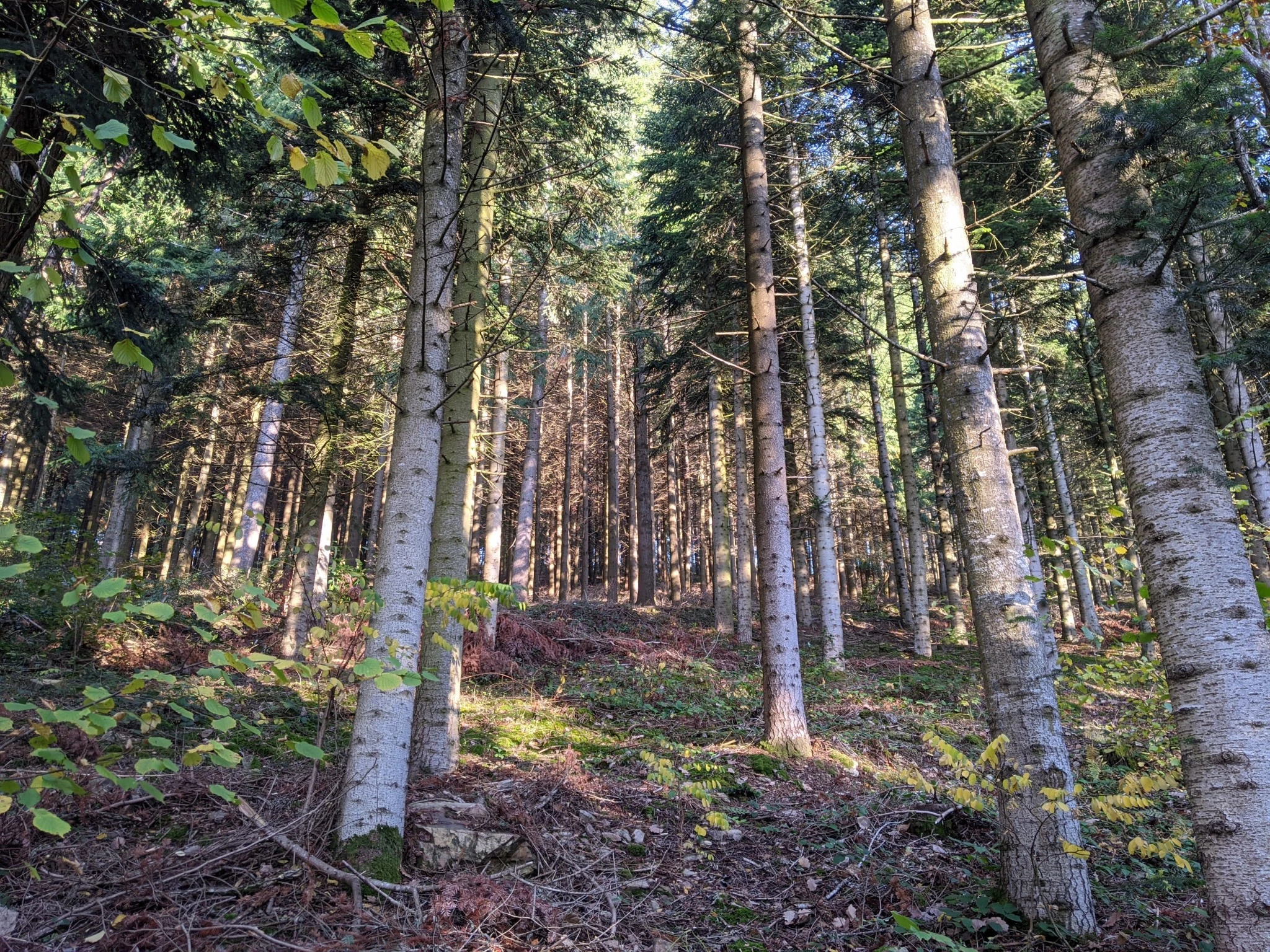 Une bourse pour améliorer  la gestion des forêts privées
