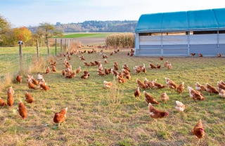 Influenza aviaire : la France passe au niveau de risque « élevé »