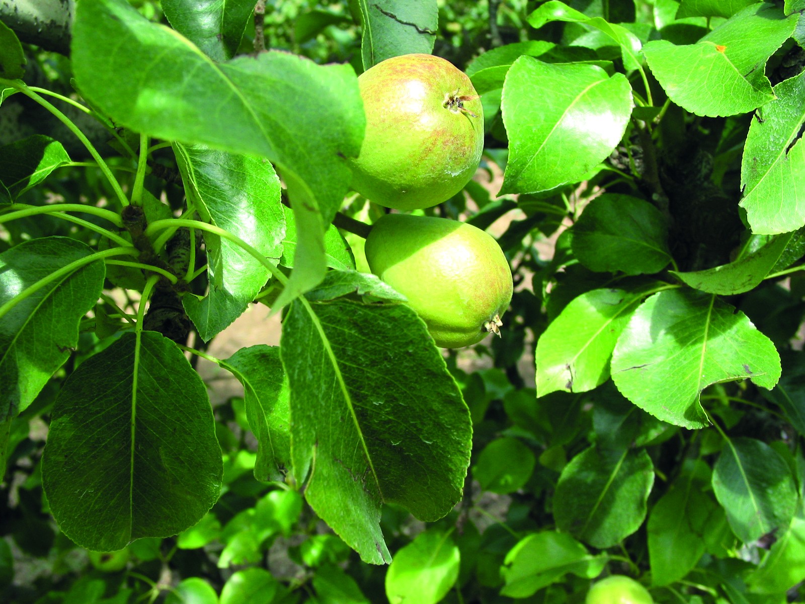 Calamité gel 2021 : la procédure est ouverte pour les fruits à pépins