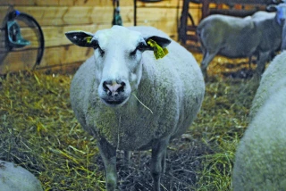 Brebis : éviter  les toxémies de gestation