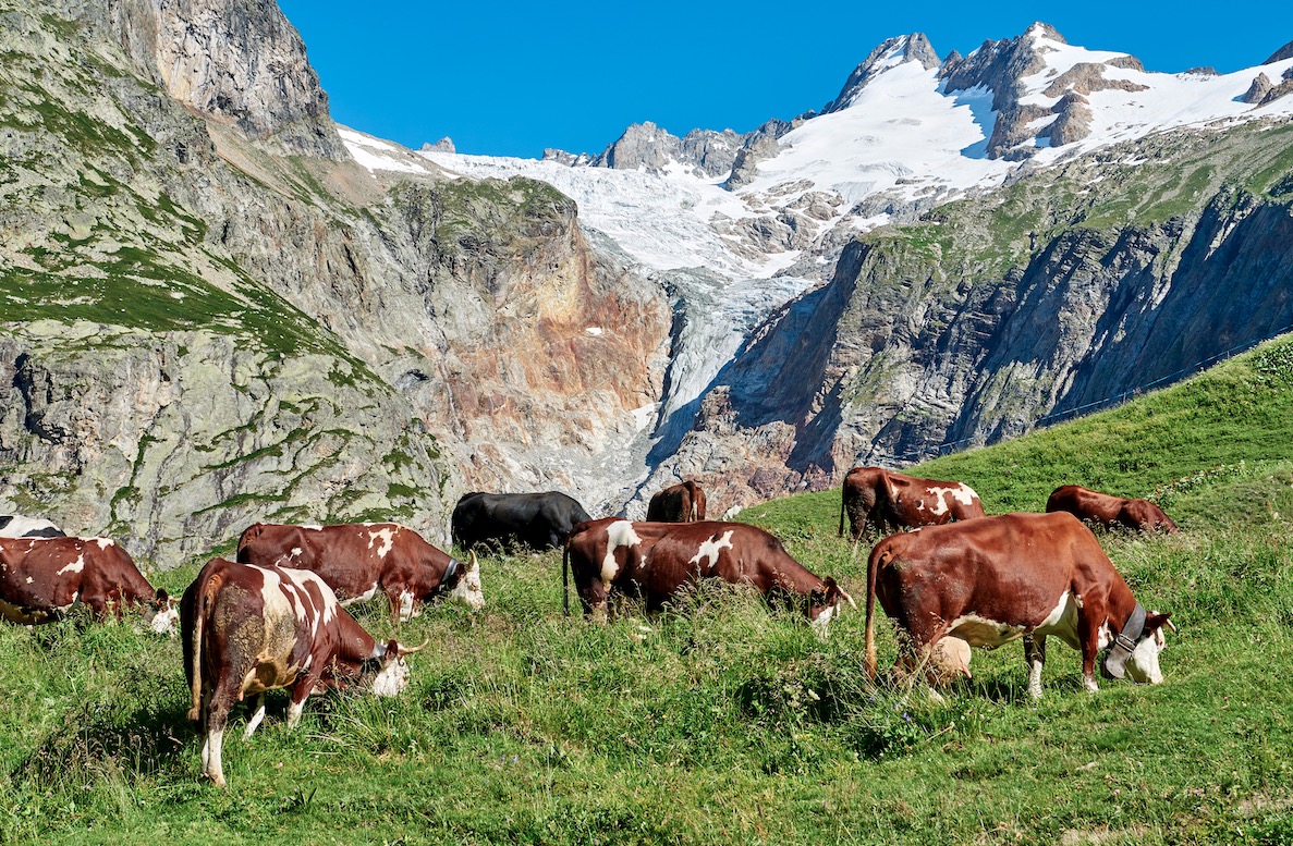 Un cas de brucellose bovine détecté en Haute Savoie