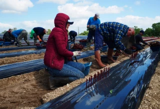 Main-d’œuvre étrangère : faible impact du Covid en agriculture