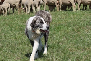 Chiens de protection : les éleveurs attendent une évolution de son statut