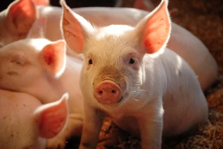 Castration de porcelets : les règles précises connues