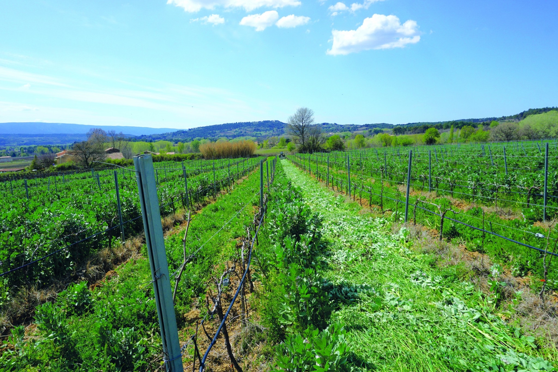 Face au dérèglement climatique, la résilience  des systèmes viticoles