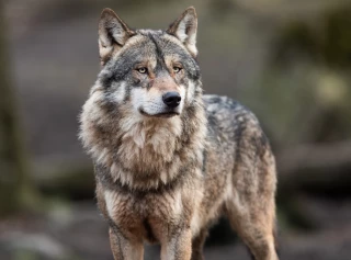 Un loup aperçu dans le Calvados