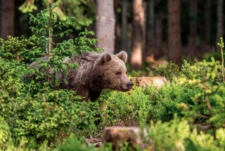 Ours : une attaque qui remet en cause sa présence