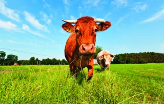 La décapitalisation plombe la filière bovine