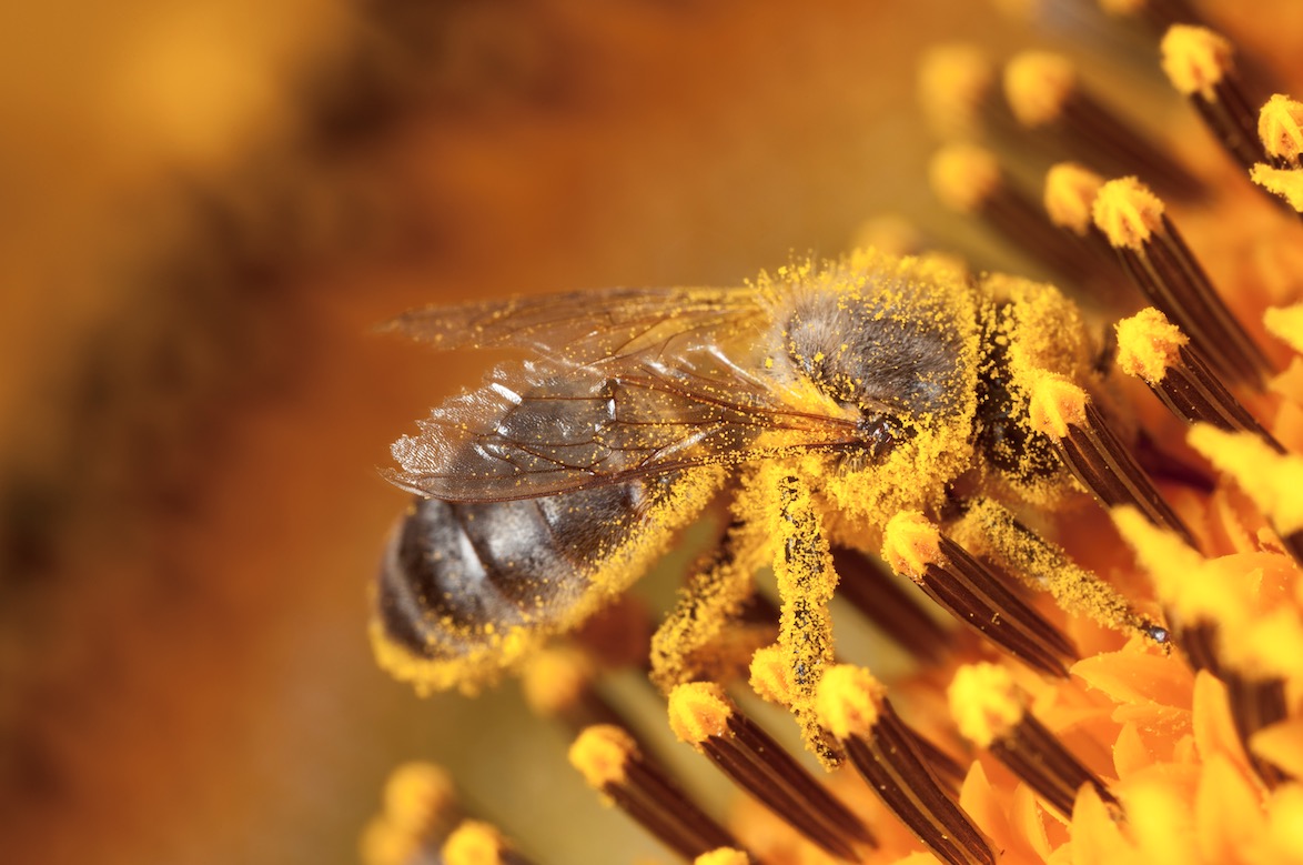 Plan pollinisateurs : le gouvernement publie l'arrêté abeilles révisé