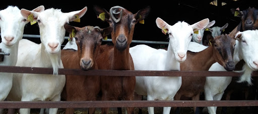 Lait de chèvre : inquiétante hausse des coûts de production