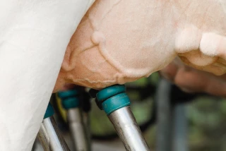 Trempage et désinfection  des trayons s’automatisent