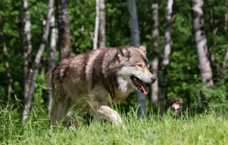 Loup : les apparitions se multiplient