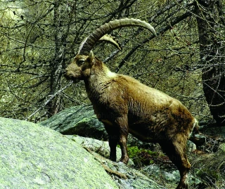 Brucellose bovine : « Pas d’abattage tant que la maladie n’est pas éradiquée dans la faune sauvage »