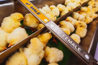 Volailles : vers la valorisation  des poussins mâles