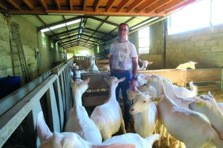 Label rouge chevreau lourd :  un tremplin pour structurer la filière