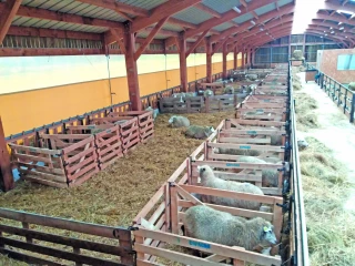 Des cases d’agnelage en nombre