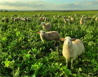 Des brebis en bonne santé sur les couverts végétaux d’automne et d’hiver