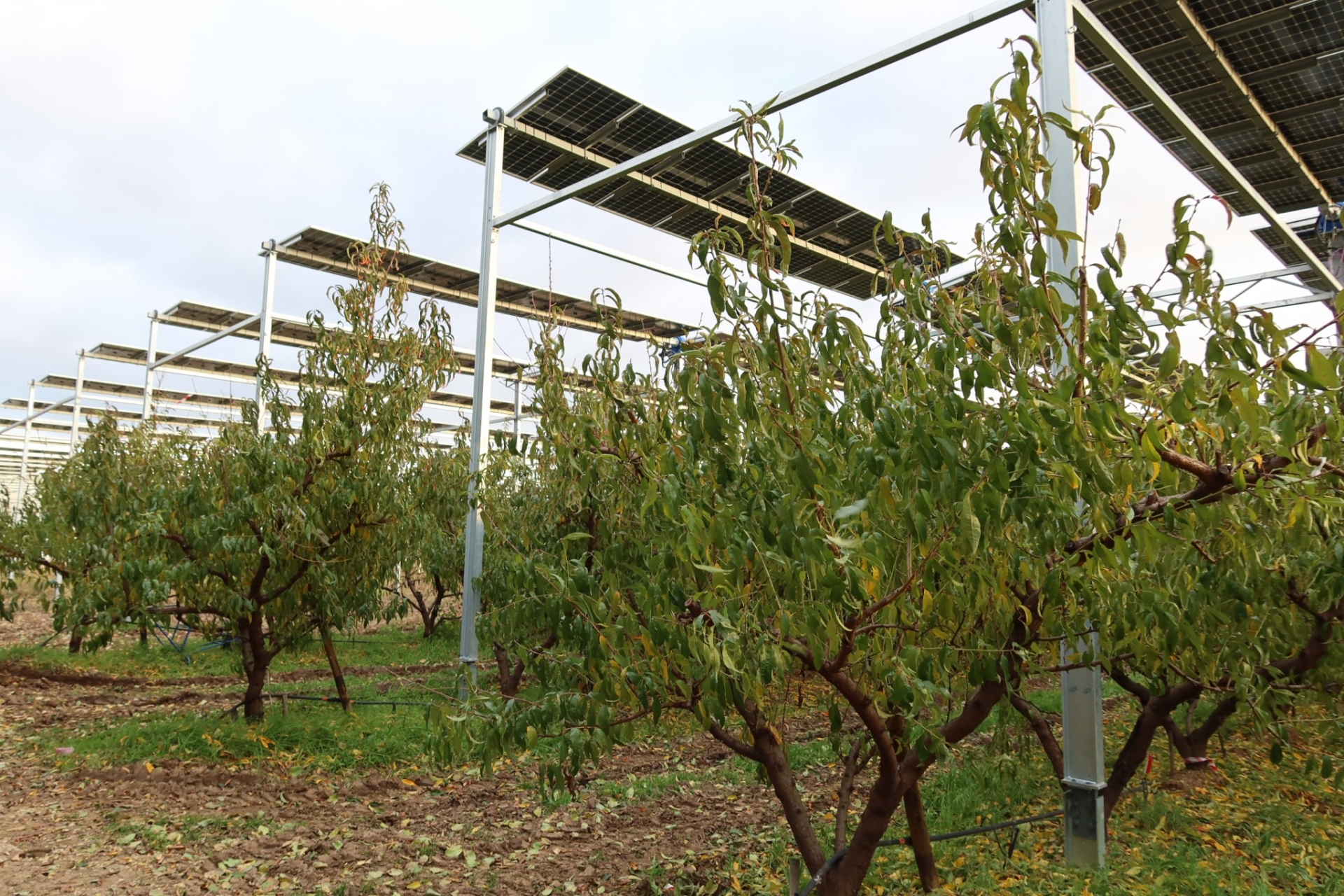 Agrivoltaïsme : trois hectares de vergers suivis en Drôme