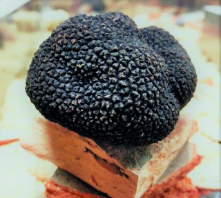 La truffe, richesse de la Drôme