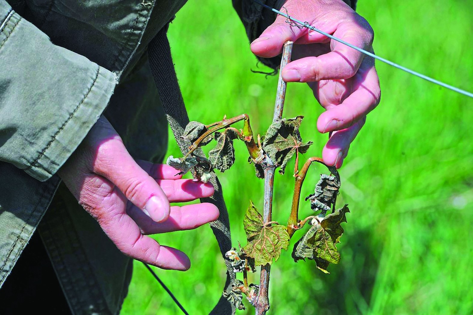 Gel sur vigne  : la procédure d’indemnisation est ouverte