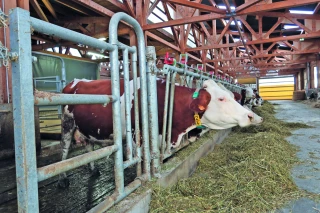 Au Valentin, confort de travail et bien-être animal dans les nouveaux bâtiments