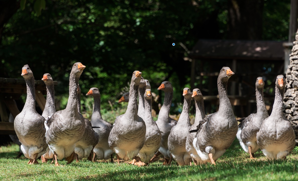 Foie gras : "avec ou sans gavage" proposent des députés
