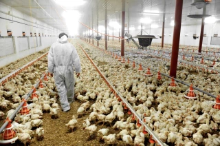 Influenza aviaire : le nombre de foyers a quasi-doublé en quatre jours