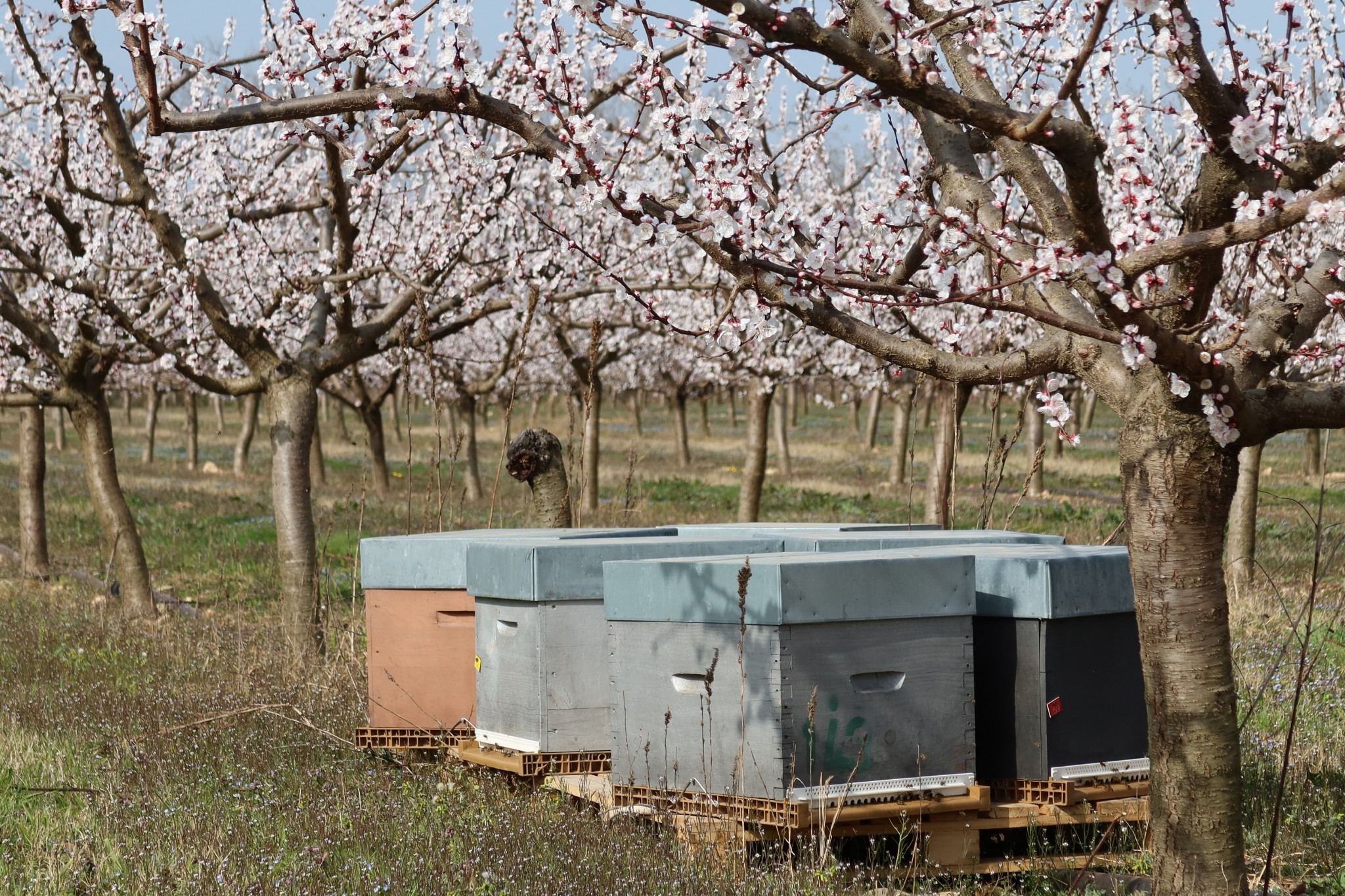 Apiculture : la Région débloque 500 000 € 