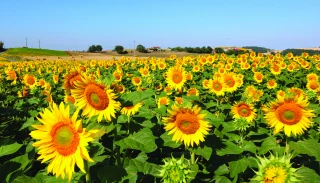 Tournesol : des perspectives positives pour 2022