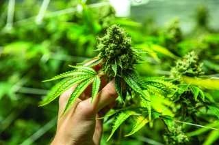 Un marché porteur s’ouvre  avec la production de cannabidiol (CBD)